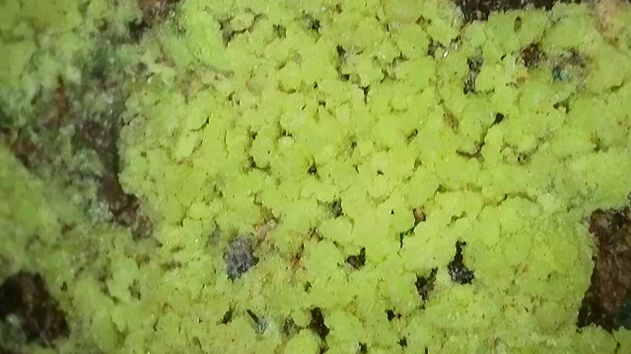 Andersonite On Uraninite In Sandstone With Pyrite