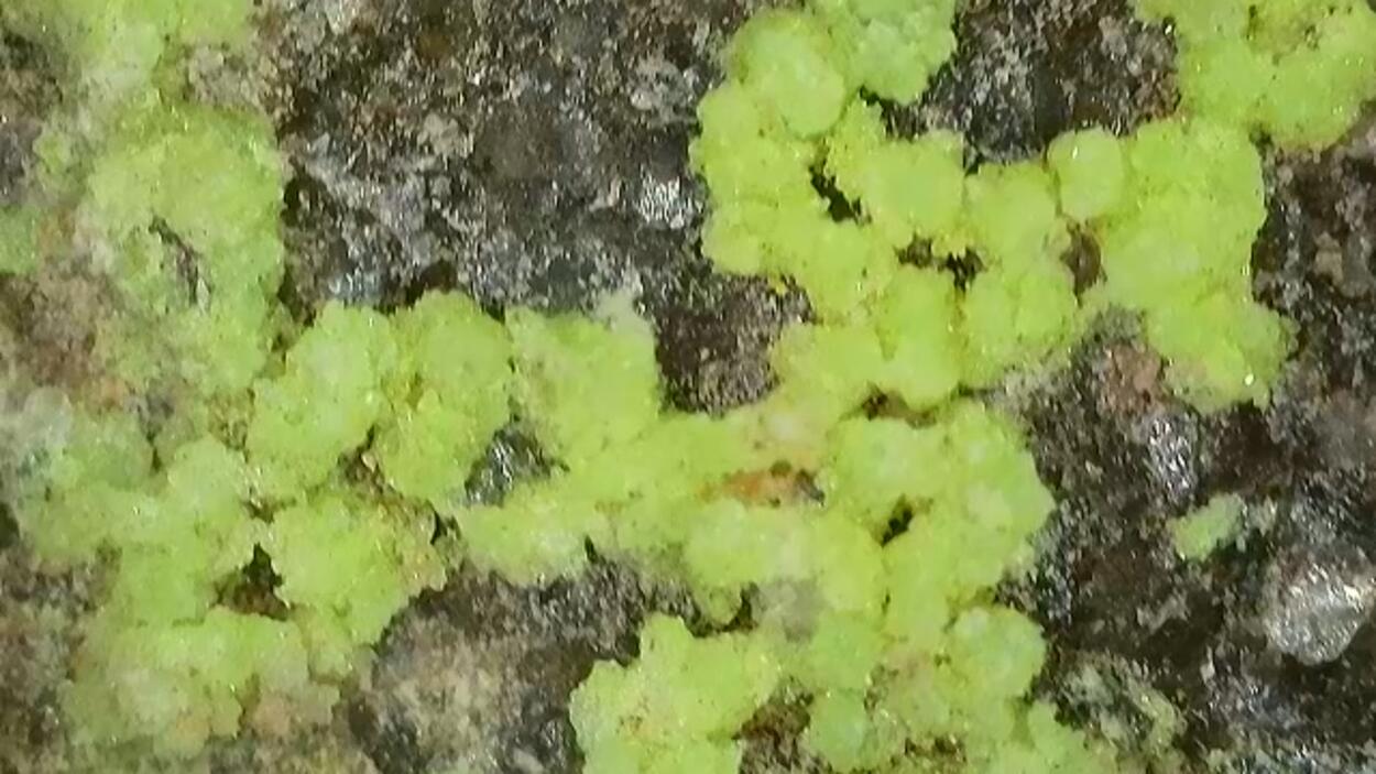 Andersonite On Uraninite In Sandstone With Pyrite