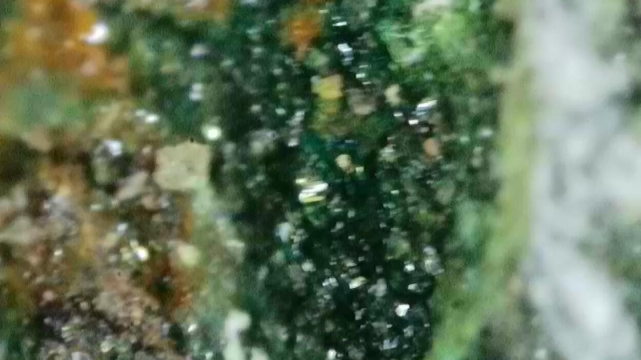 Andersonite With Natrozippeite Psm Petrified Wood