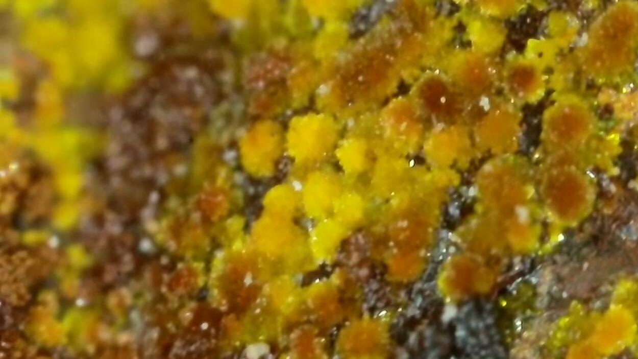 Andersonite With Natrozippeite Psm Petrified Wood