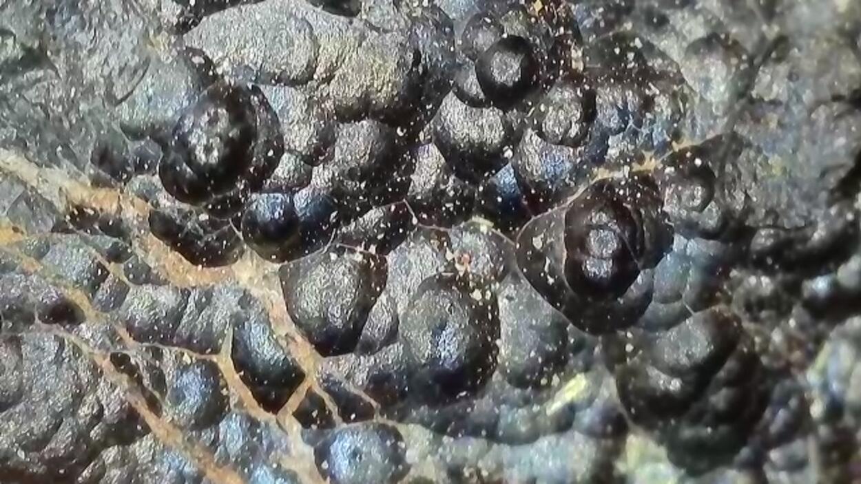 Uraninite Var Pitchblende