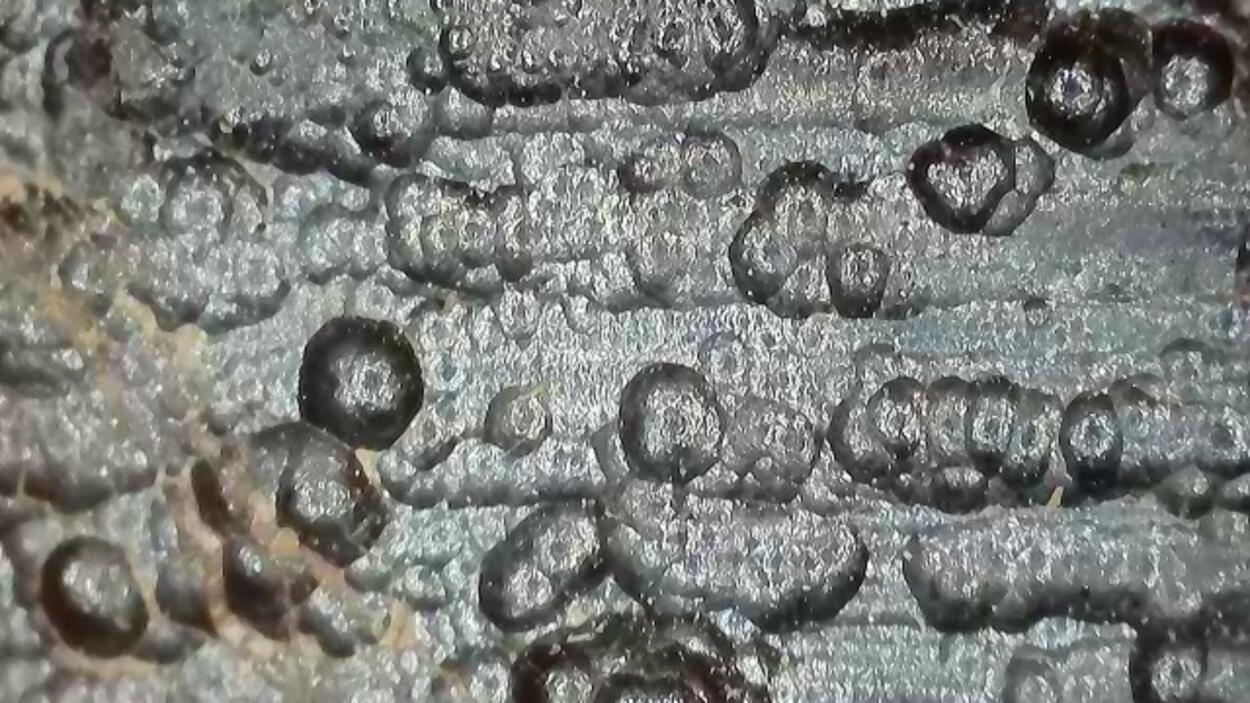 Uraninite Var Pitchblende