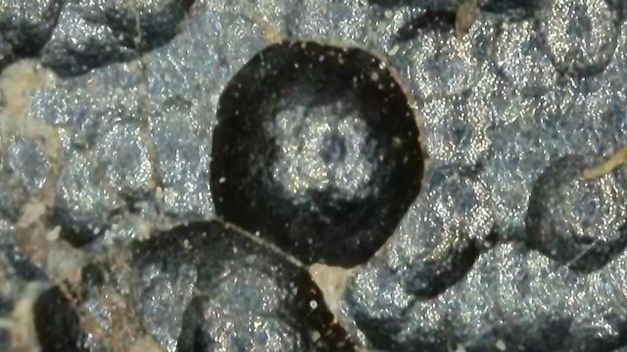 Uraninite Var Pitchblende