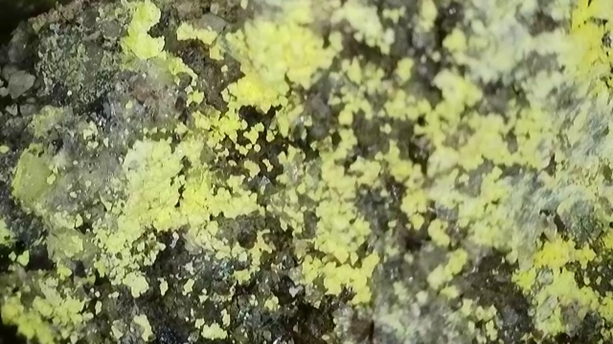 Lindgrenite & Powellite