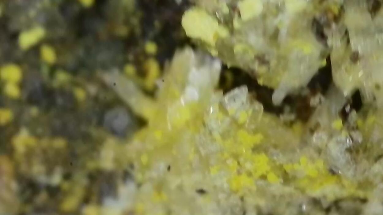 Lindgrenite & Powellite