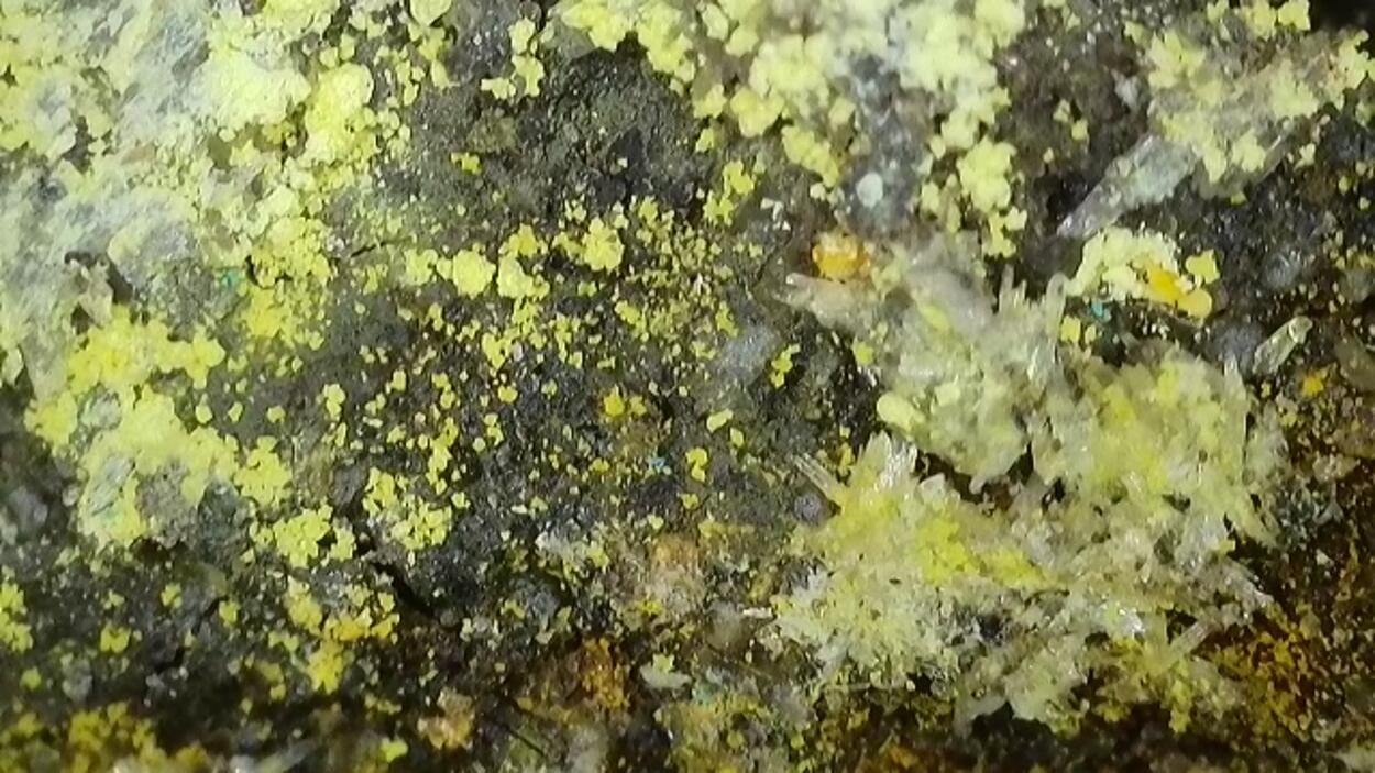 Lindgrenite & Powellite