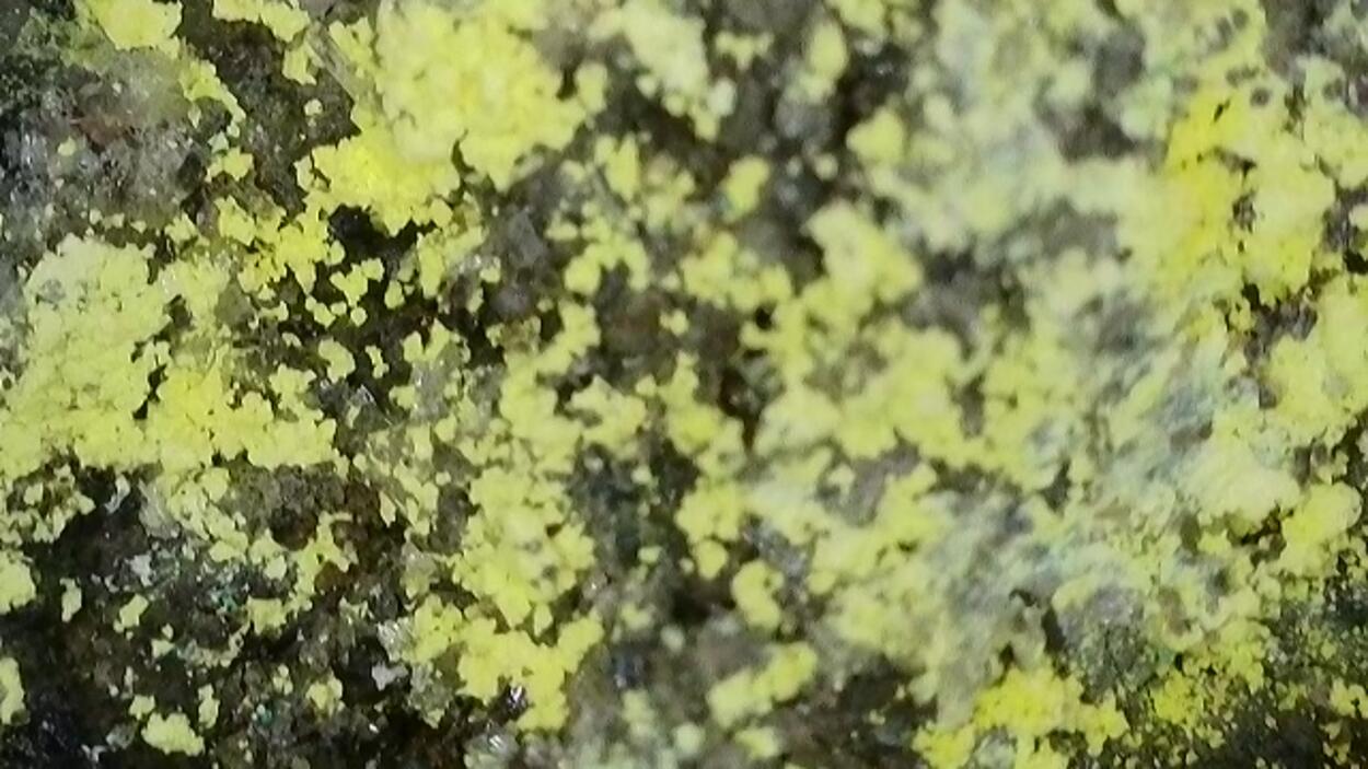 Lindgrenite & Powellite