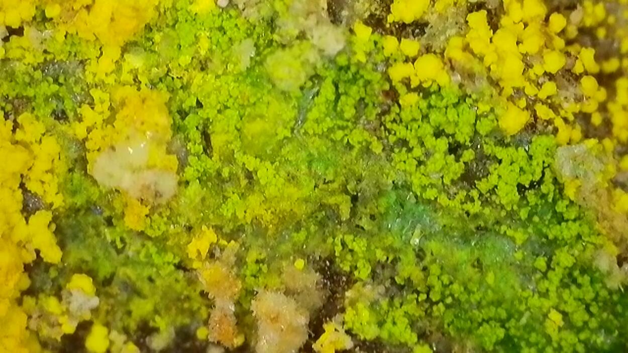 Natrozippeite With Natrochalcite & Johannite