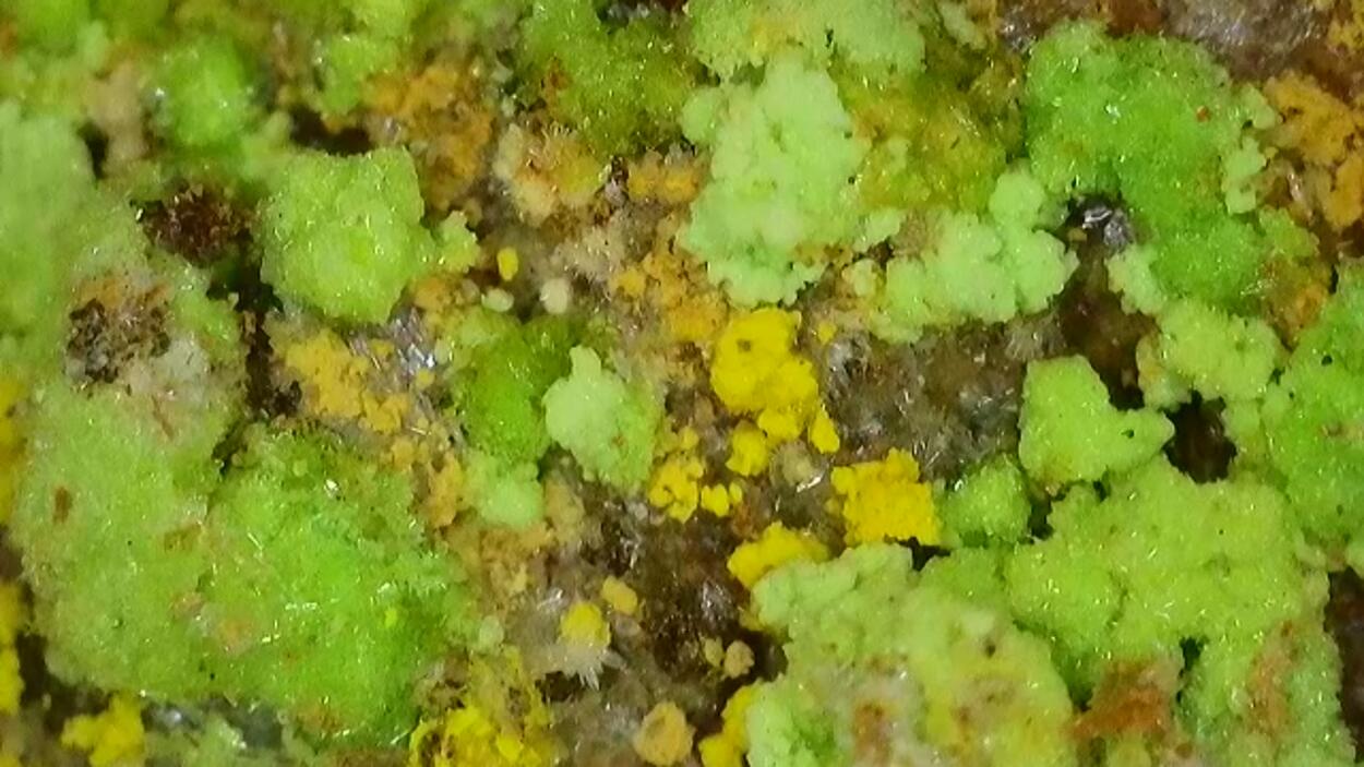 Natrozippeite With Natrochalcite & Johannite