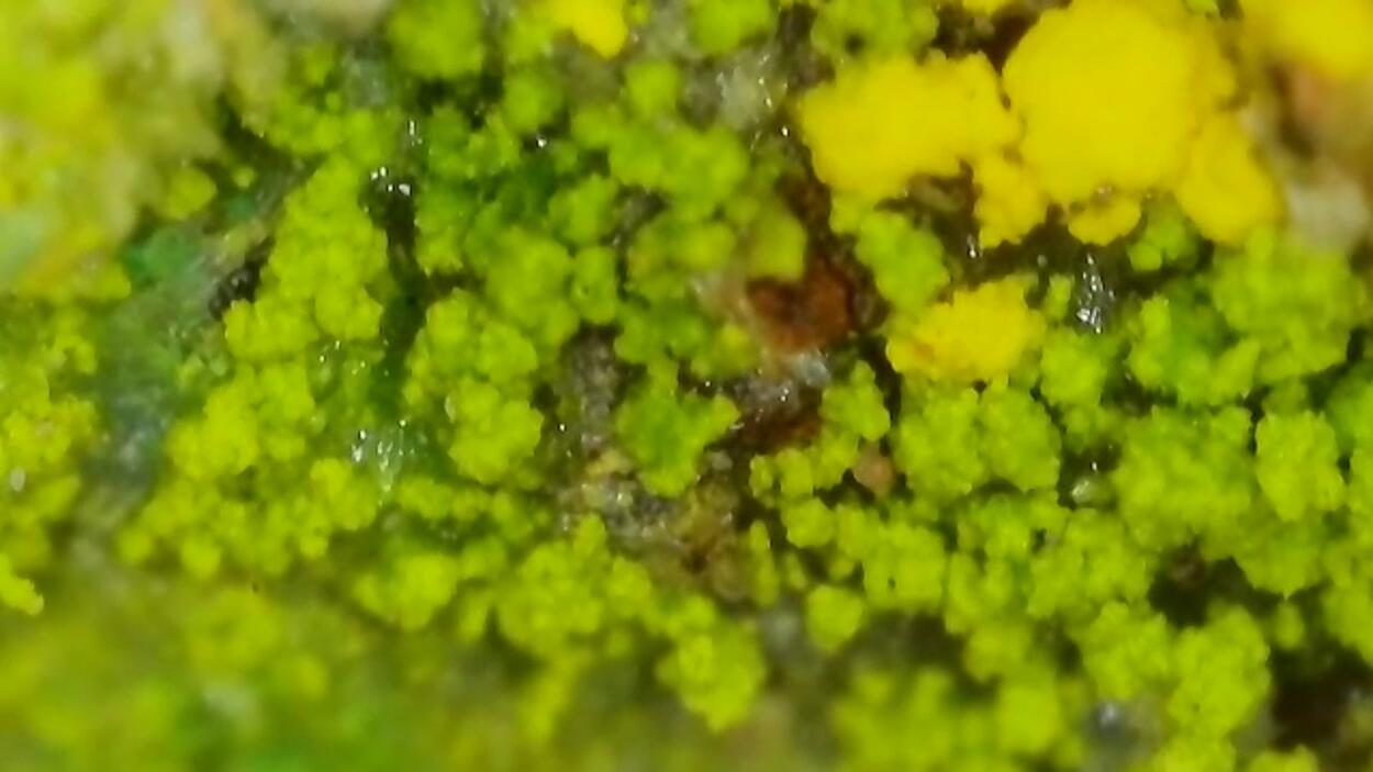 Natrozippeite With Natrochalcite & Johannite