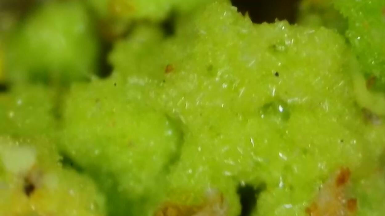 Natrozippeite With Natrochalcite & Johannite