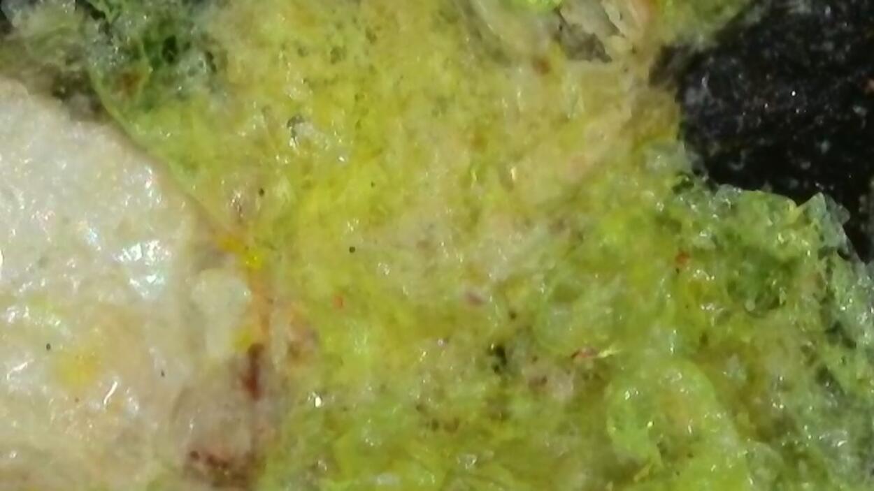 Urancalcarite & Rameauite With Uranophane On Uraninite