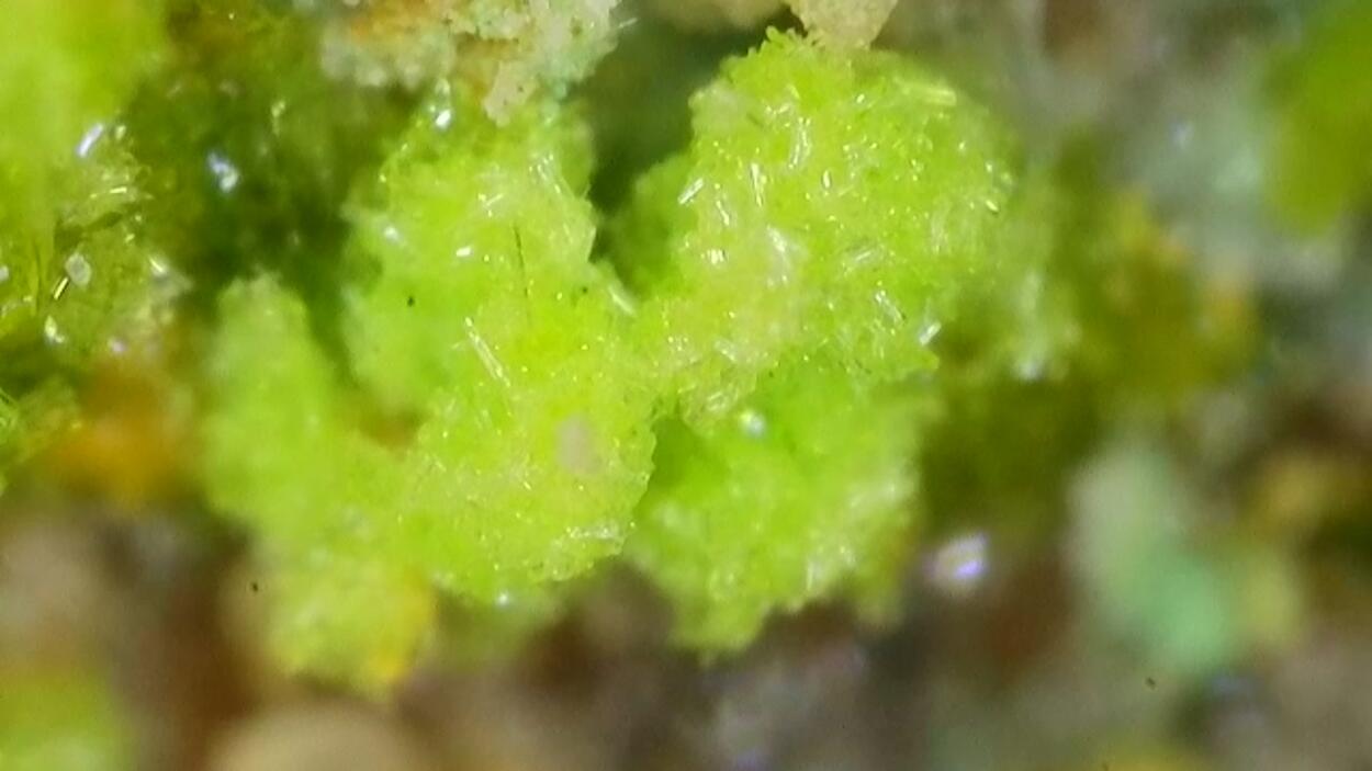 Johannite With Zippeite