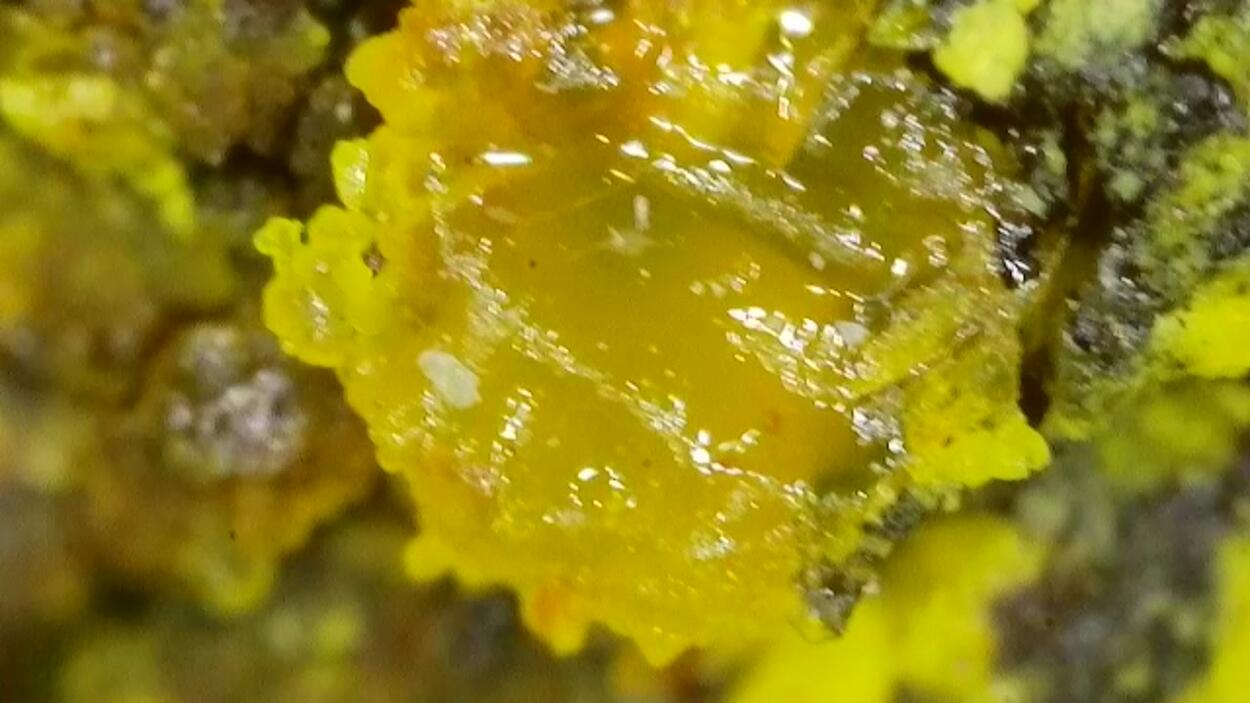 Uranopilite On Uraninite Psm Wood