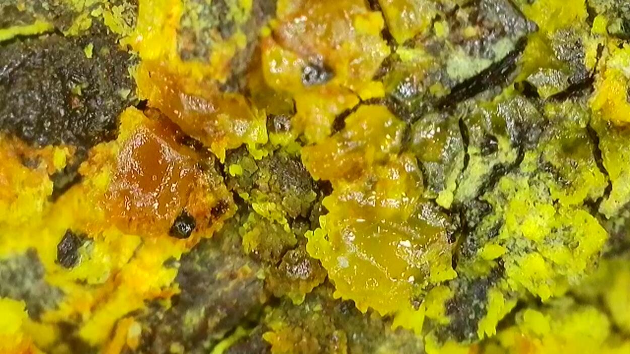 Uranopilite On Uraninite Psm Wood