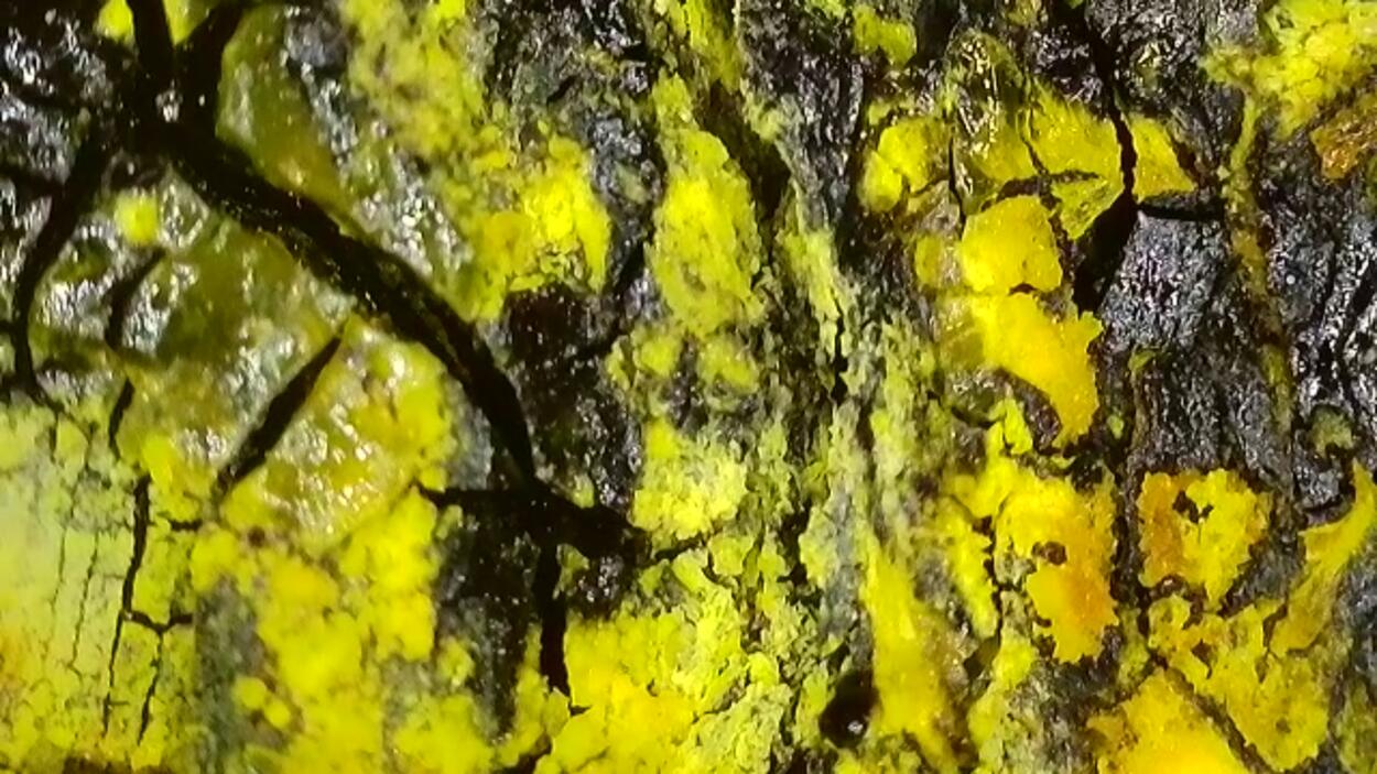 Uranopilite On Uraninite Psm Wood