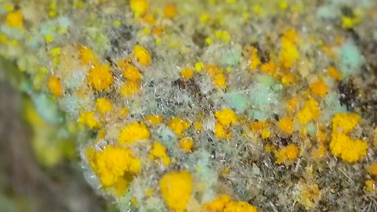 Pseudojohannite Natrozippeite Devilline & Bornite