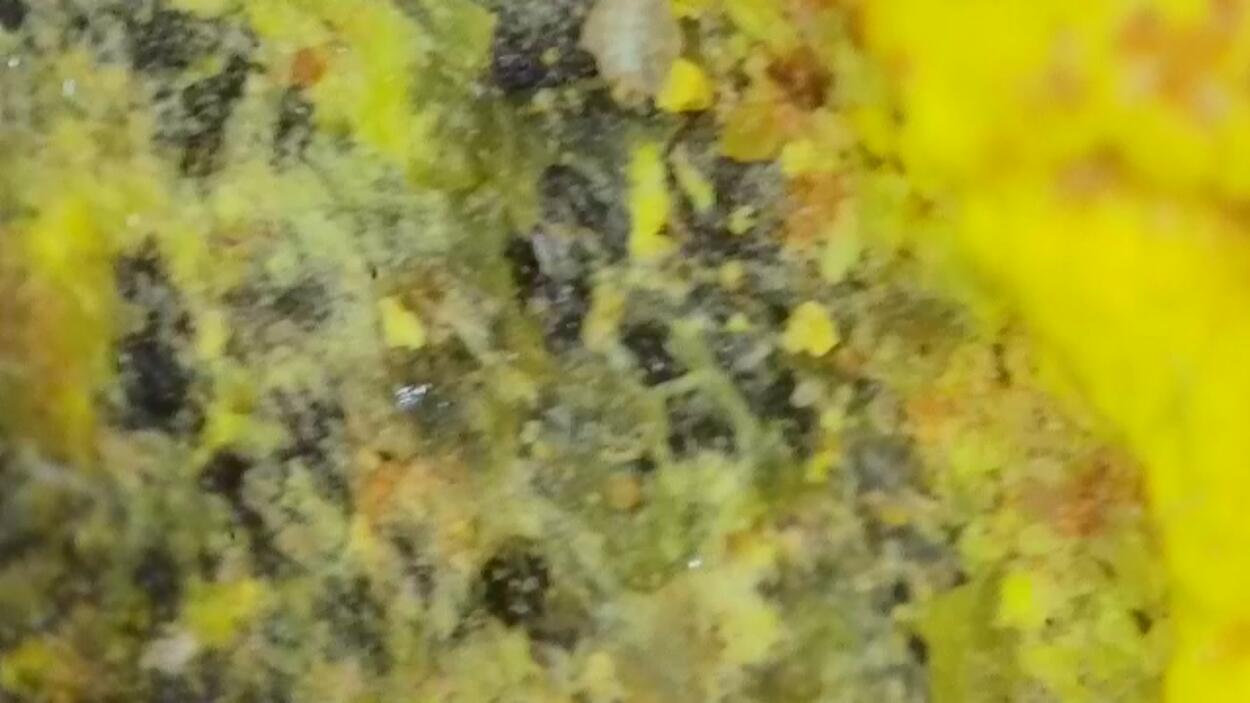 Uraninite Psm Wood In Sandstone