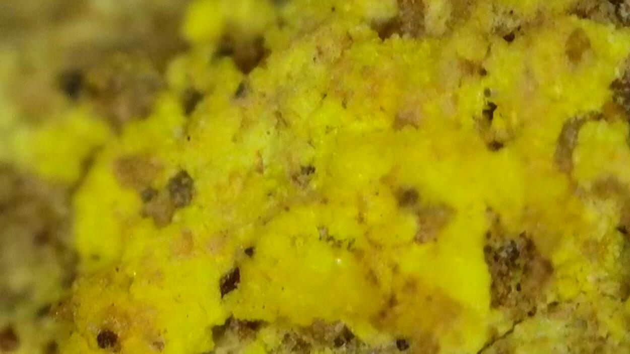 Uraninite Psm Wood In Sandstone