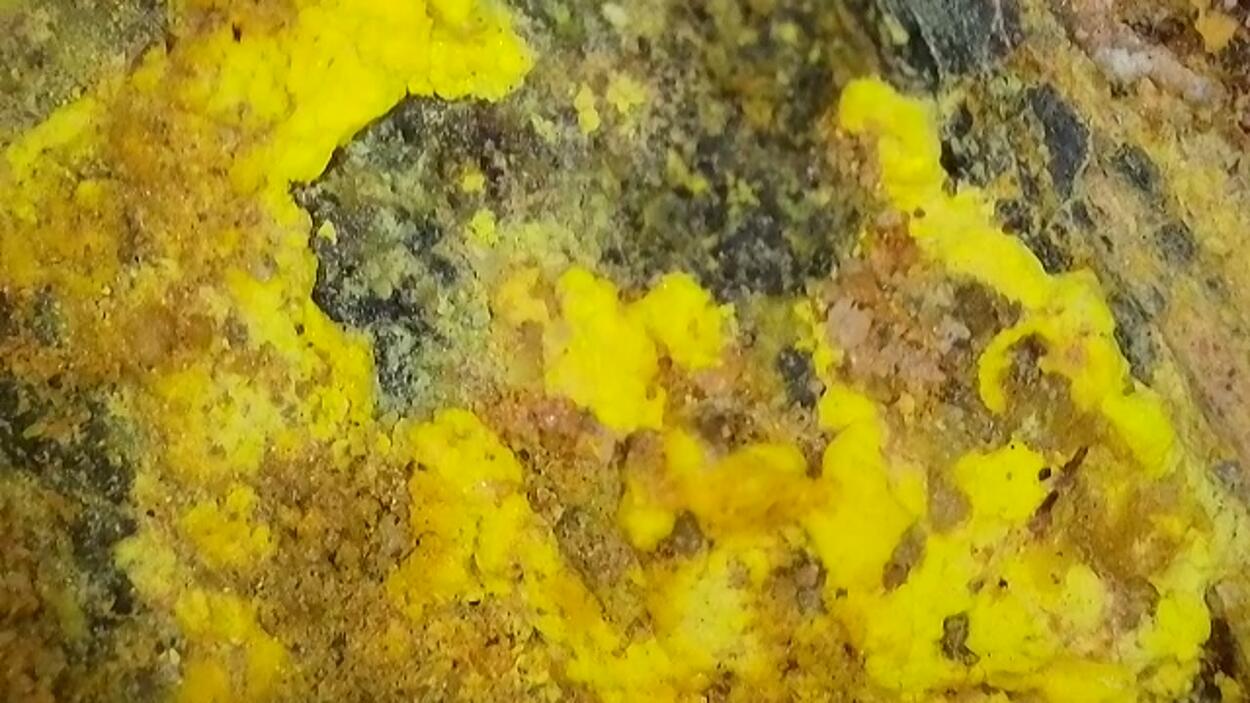 Uraninite Psm Wood In Sandstone