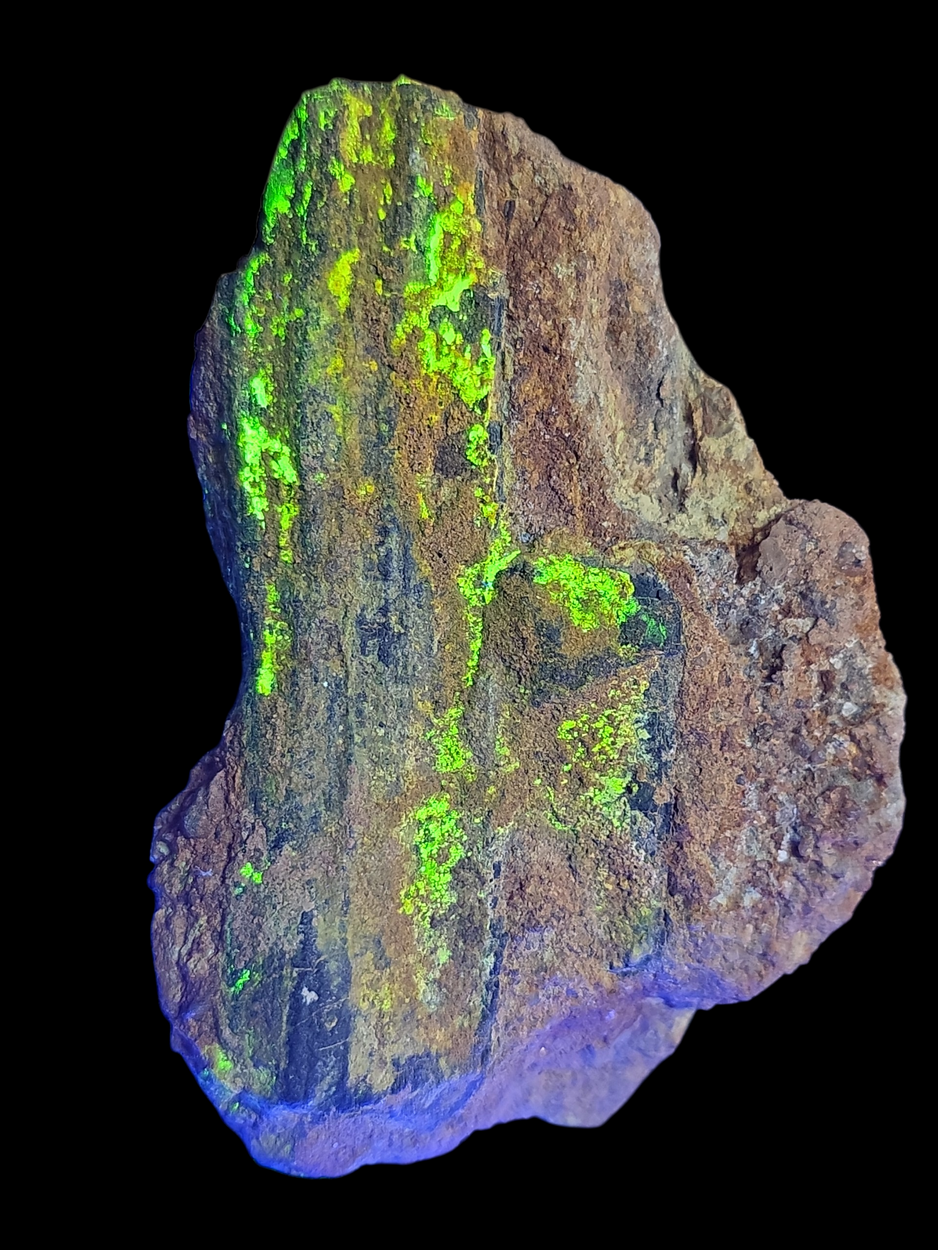 Uraninite Psm Wood In Sandstone