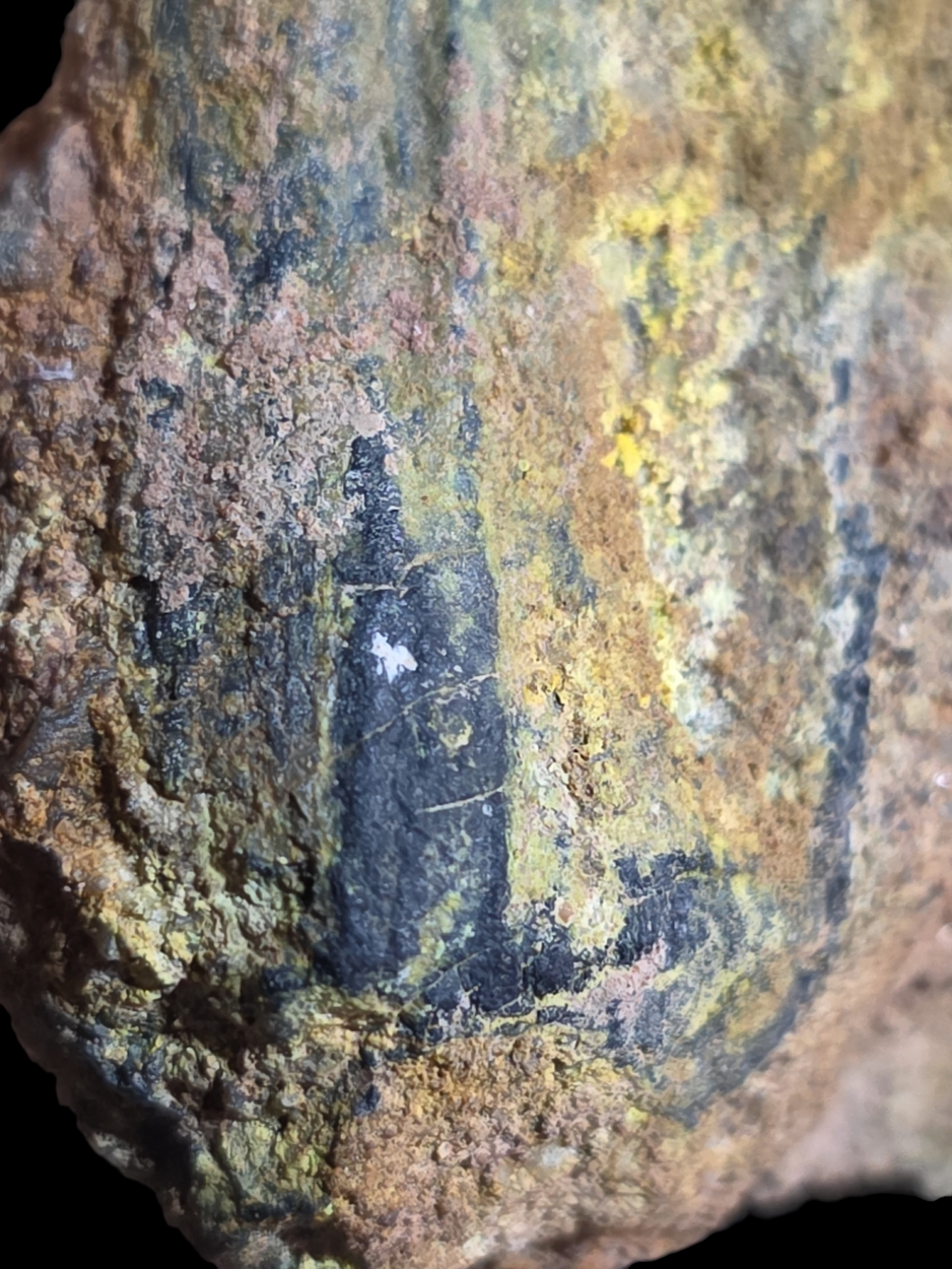 Uraninite Psm Wood In Sandstone