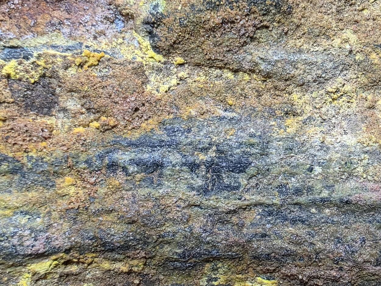 Uraninite Psm Wood In Sandstone