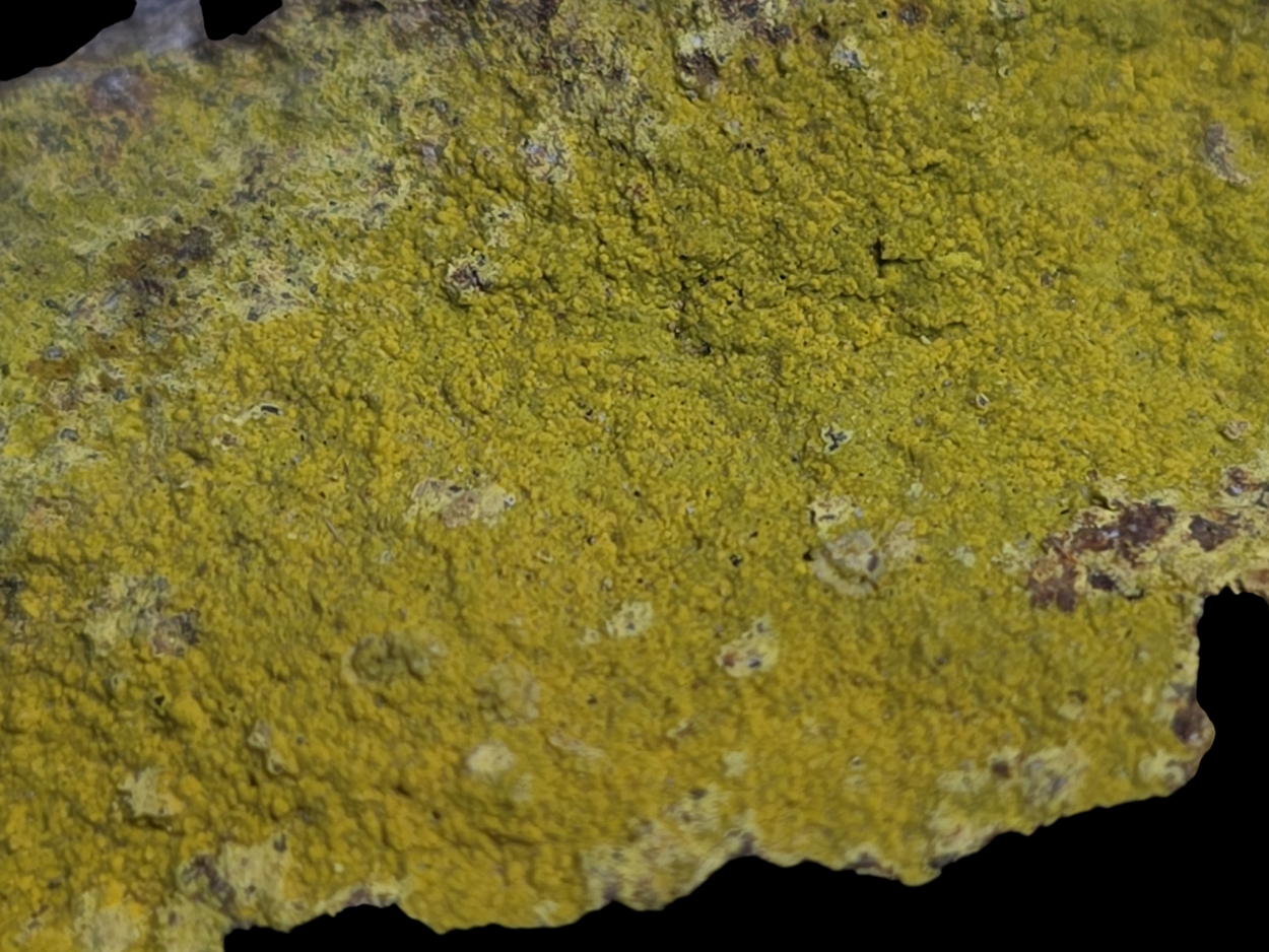 Carnotite On Sandstone