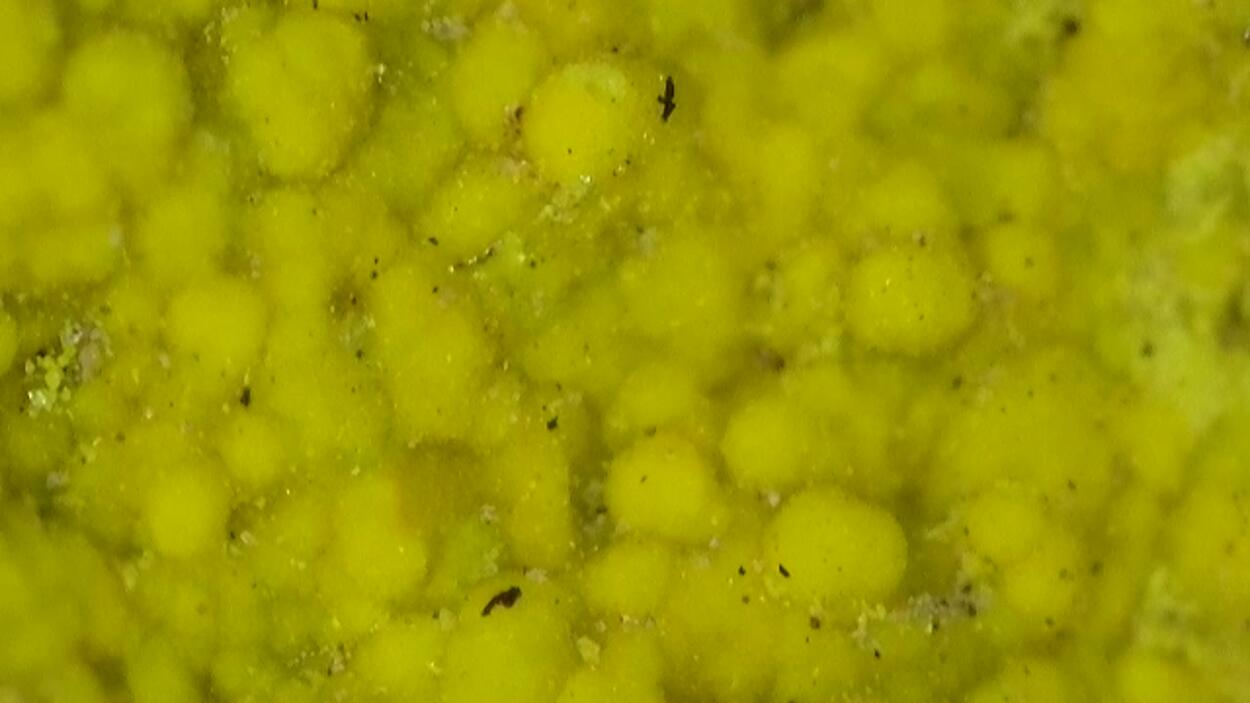 Carnotite On Sandstone