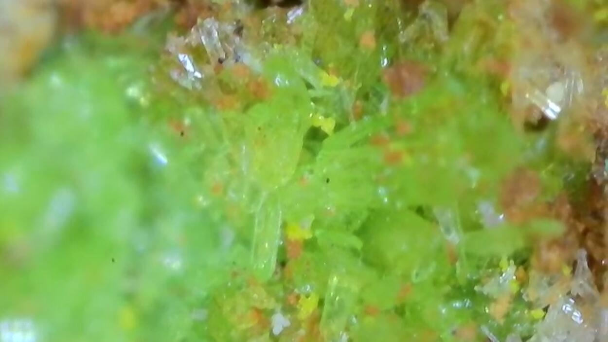 Johannite With Natrozippeite