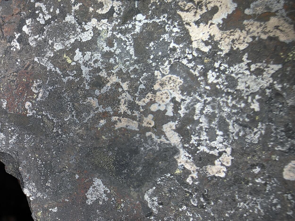 Nickeline With Uraninite