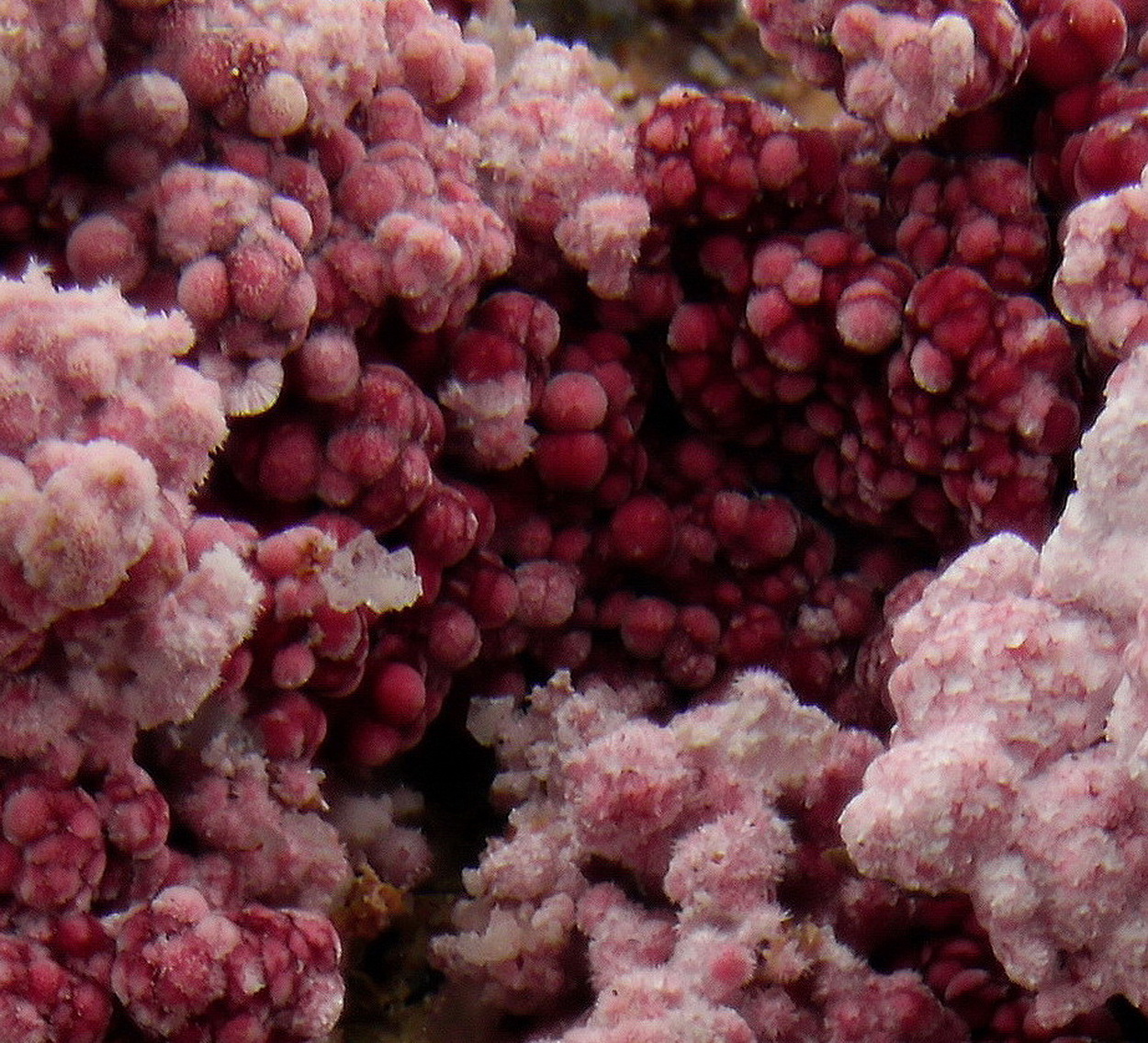 Erythrite On Skutterudite