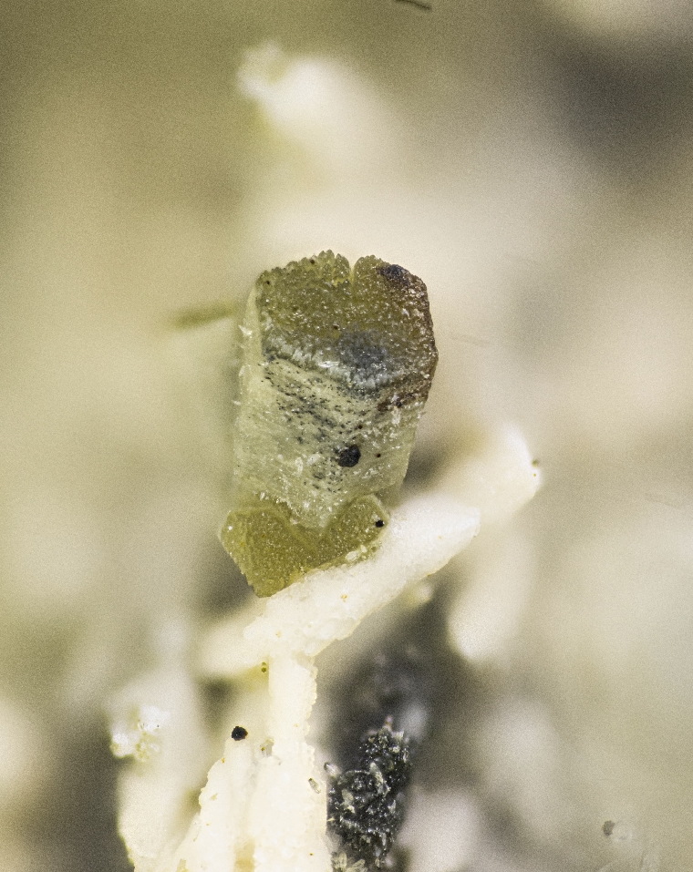 Berthierine & Ancylite-(Ce)