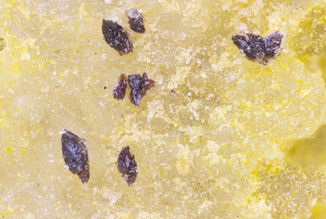 Carlhintzeite & Schubnelite