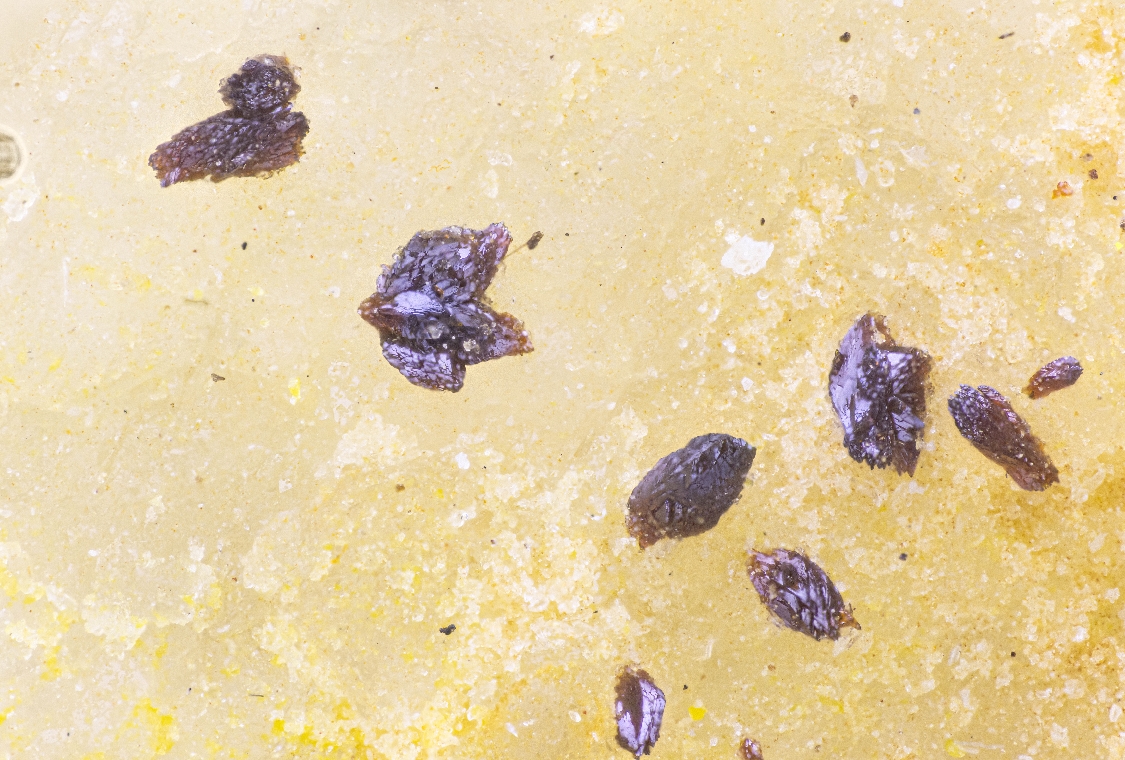 Carlhintzeite & Schubnelite