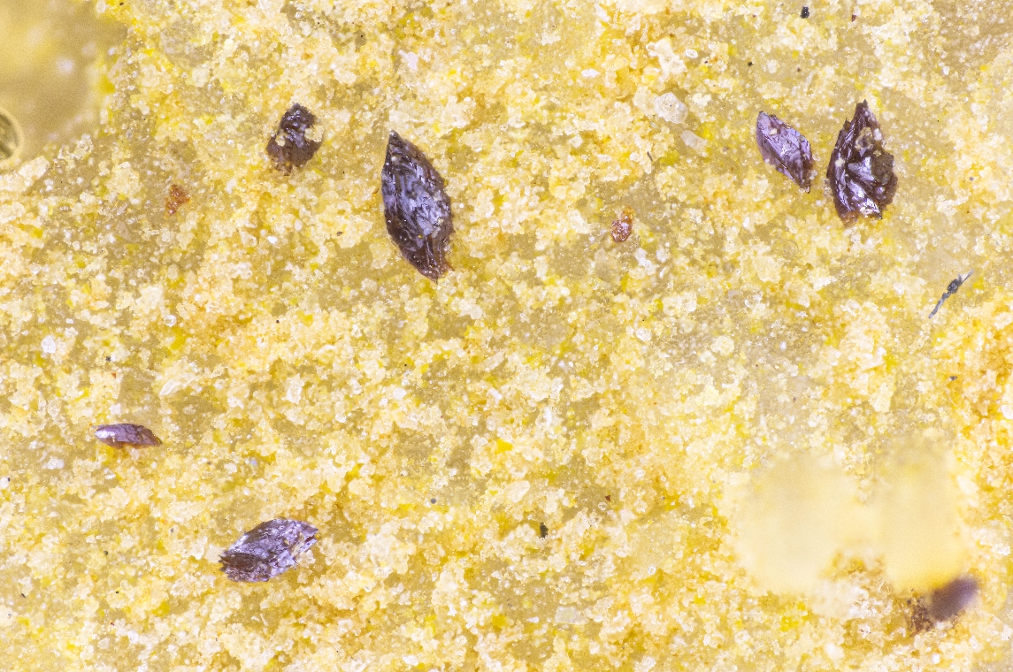 Carlhintzeite & Schubnelite