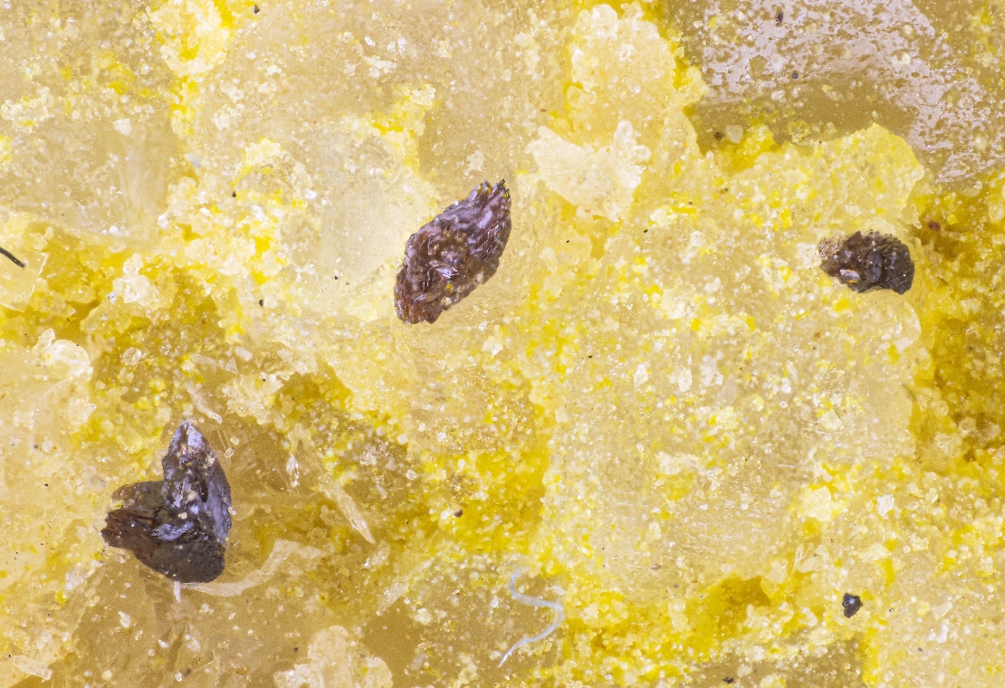 Carlhintzeite & Schubnelite