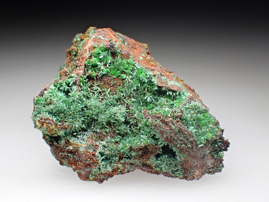 Olivenite & Conichalcite