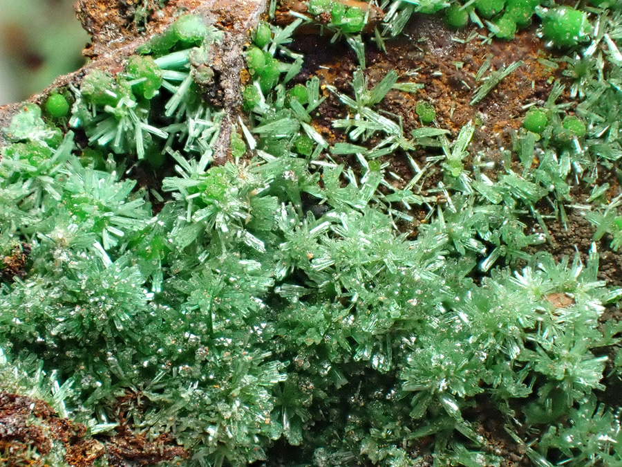 Olivenite & Conichalcite