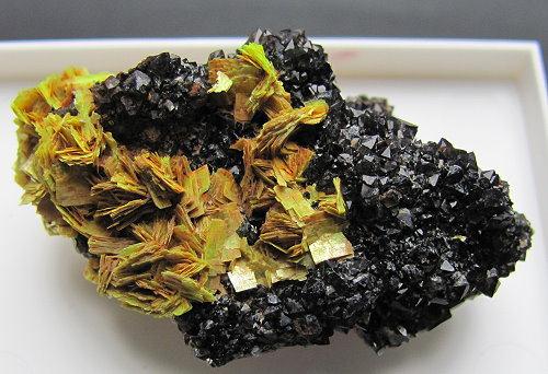 Meta-autunite & Black Smoky Quartz