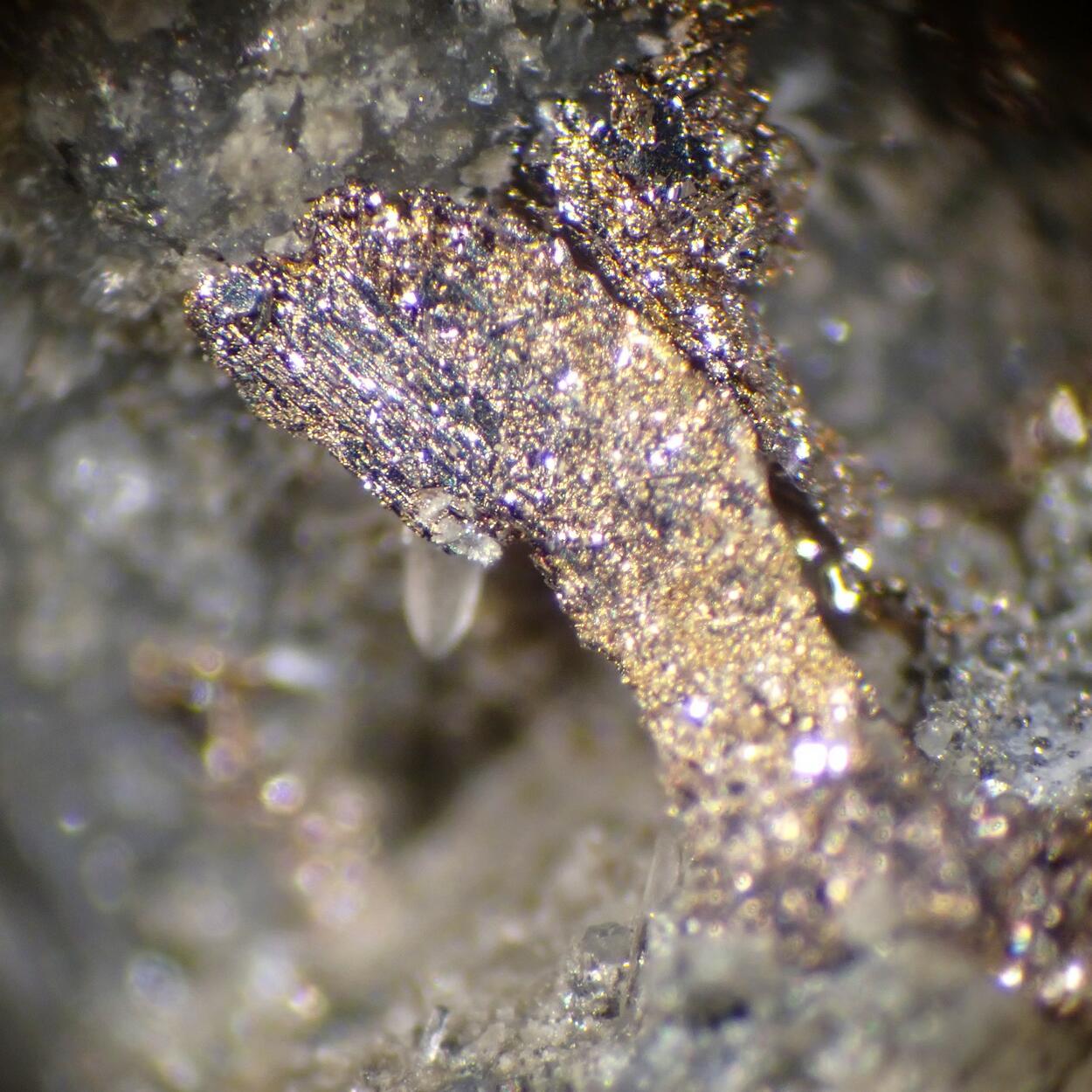 Melonite Psm Calaverite & Gold