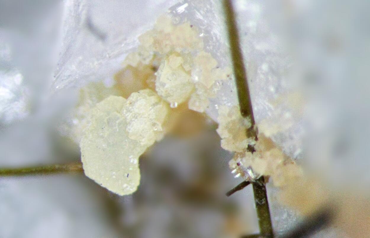 Calcioburbankite Albite & Epididymite