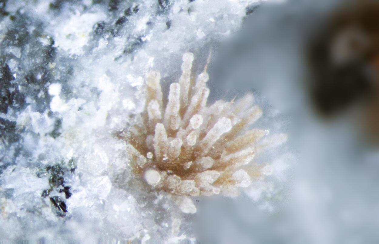 Fluorite Tuperssuatsiaite & Unnamed (Fe-analogue of Zakharovite)