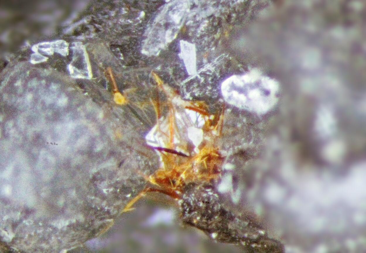 Unnamed (MSH UK-86) & Wurtzite