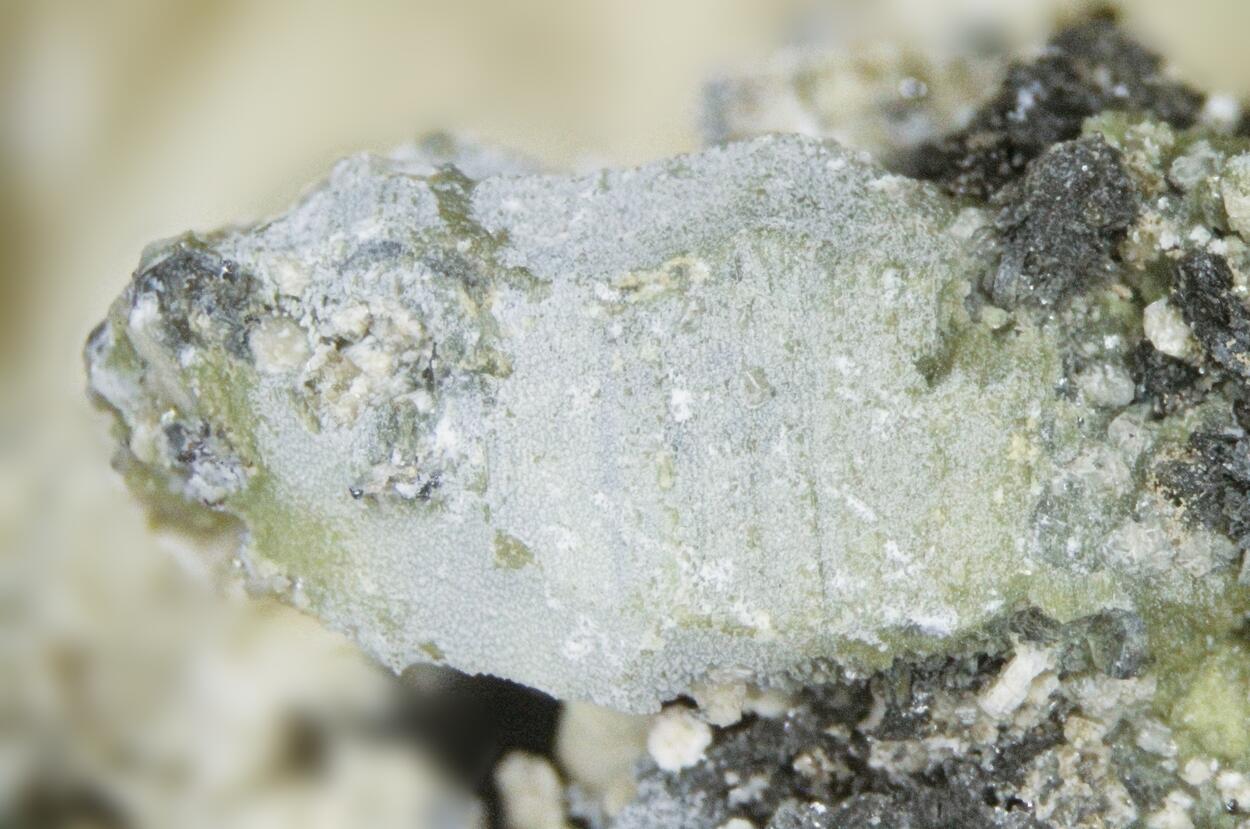 Alicewilsonite-(YCe)