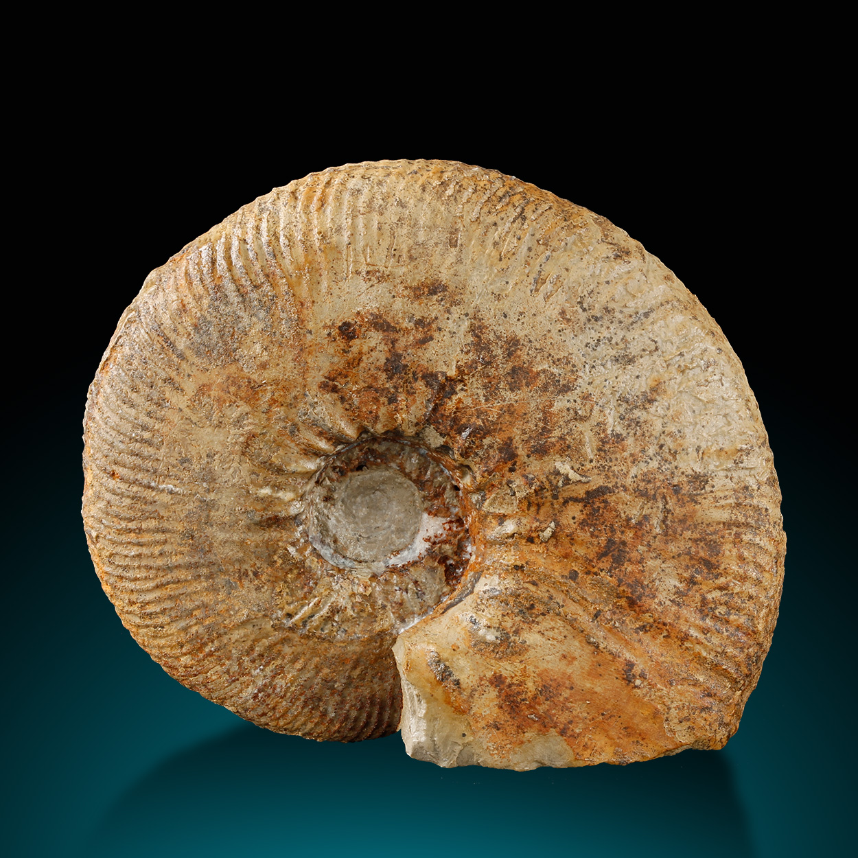 Fossil