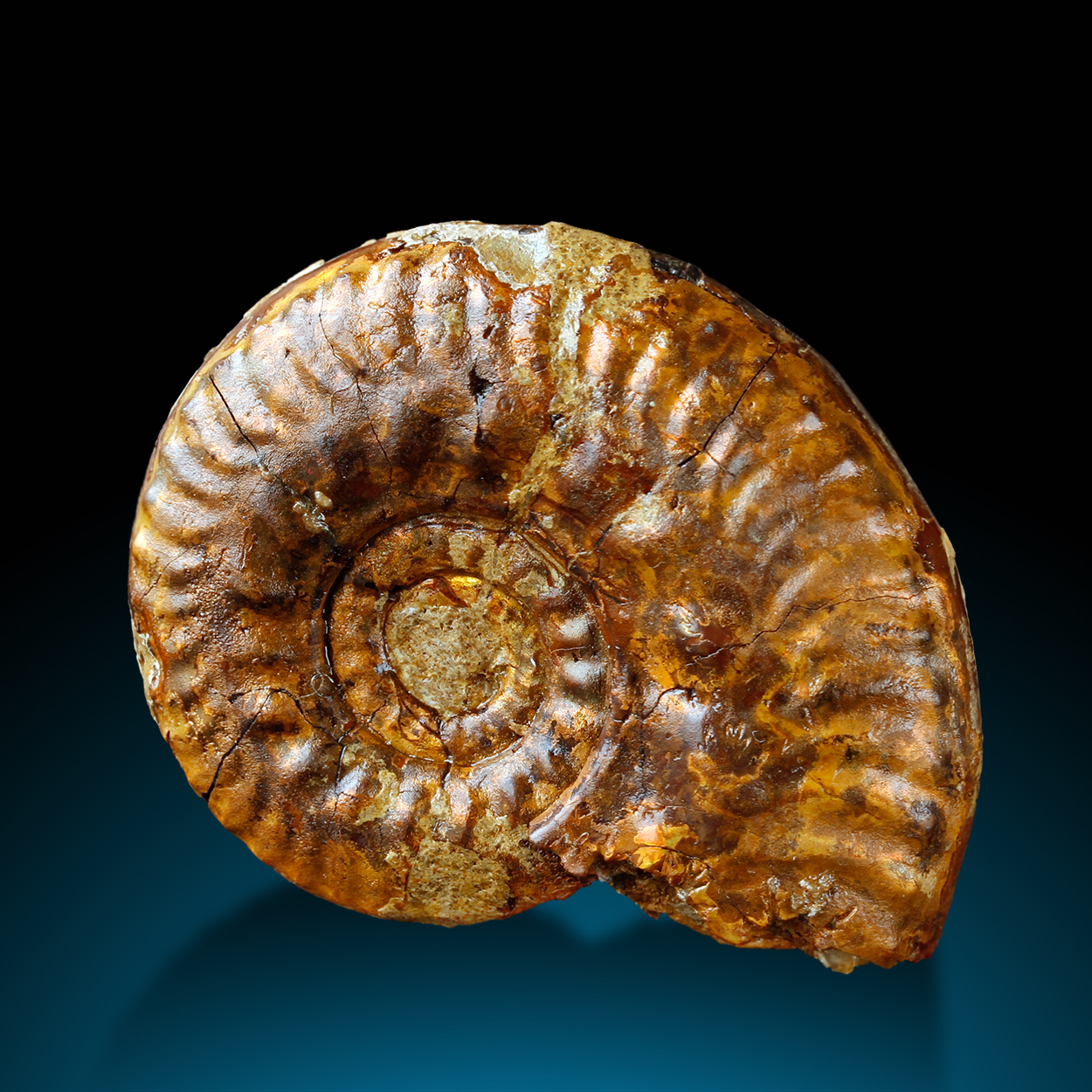 Fossil