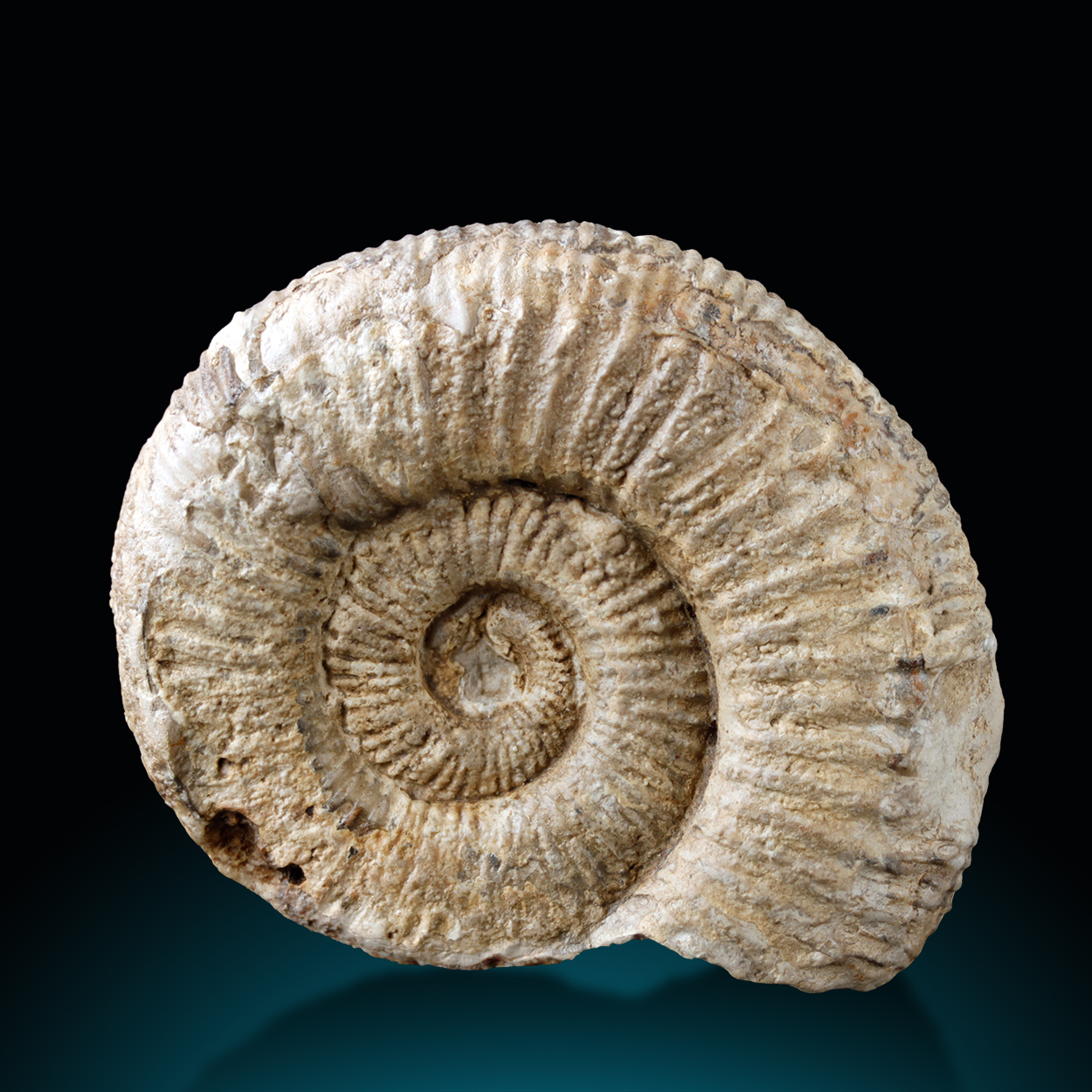Fossil