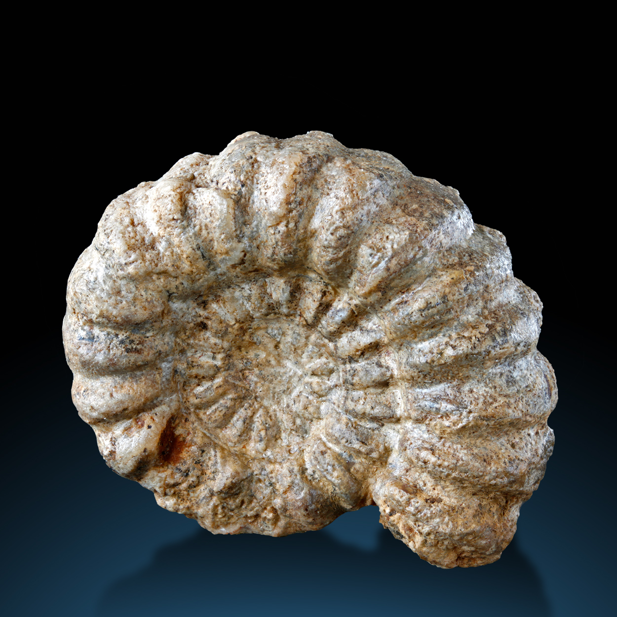 Fossil