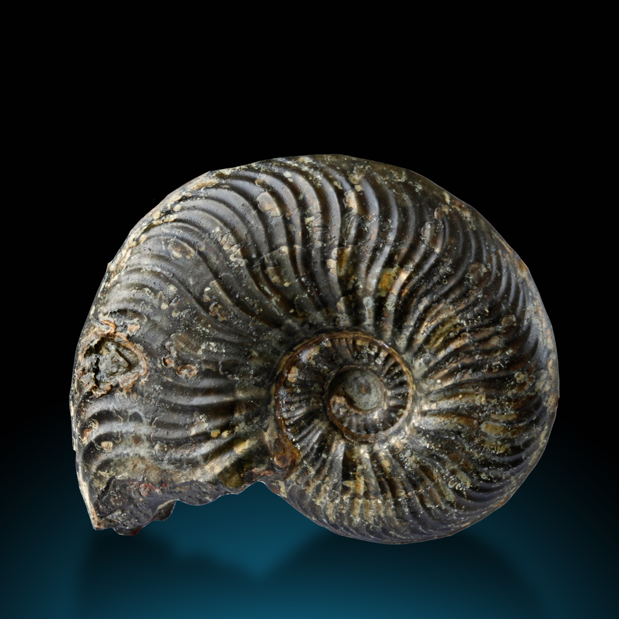 Fossil